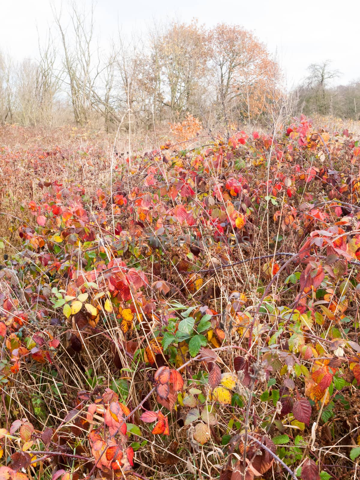 red dead autumn leaves shrubland meadow country nature by callumrc