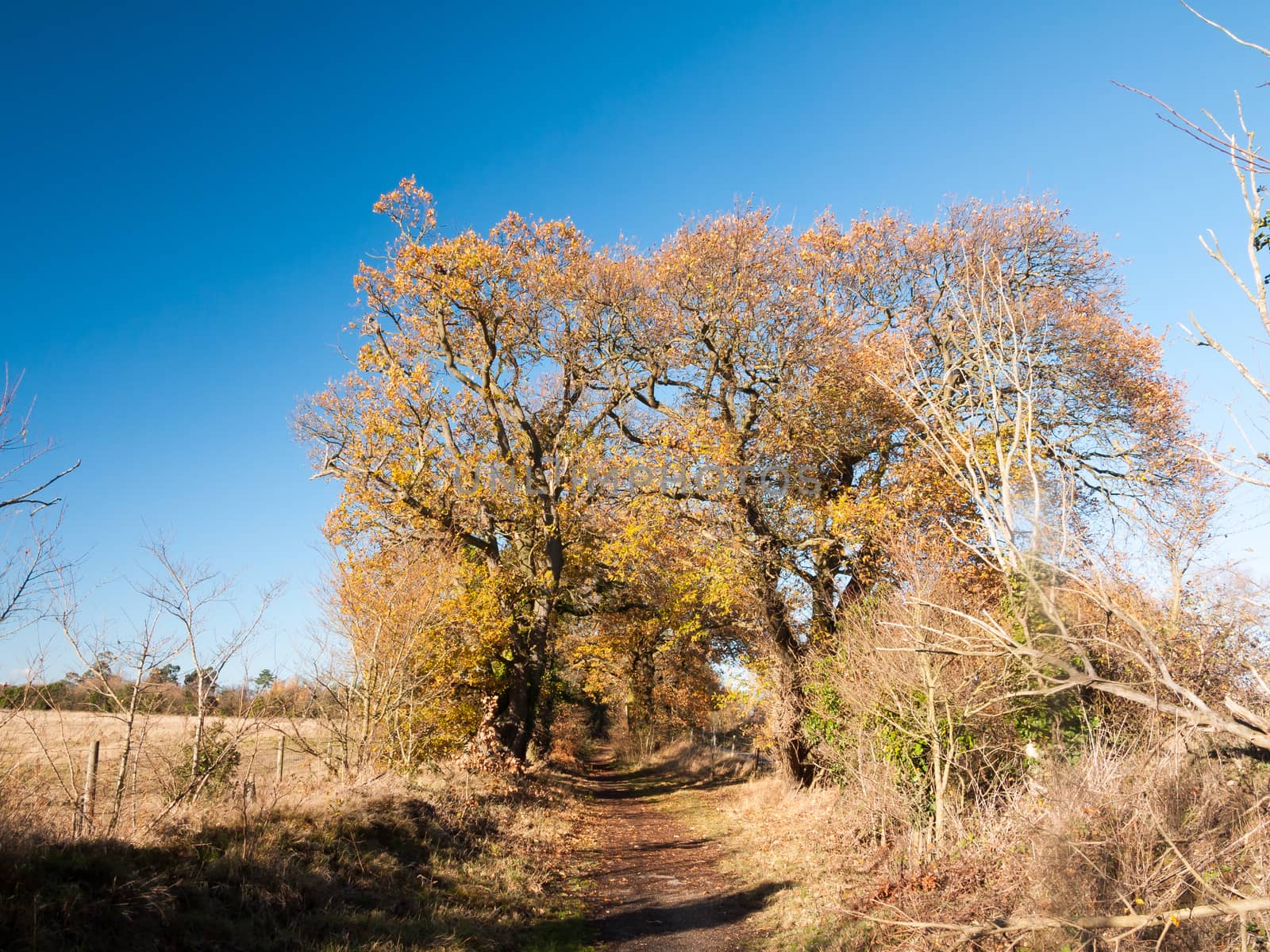 autumn big trees bare branches leaves yellow orange blue sky landscape; essex; england; uk