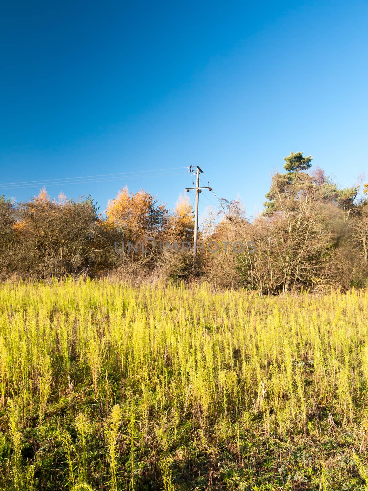 growing green plants stalks grass land landscape blue sky space; essex; england; uk