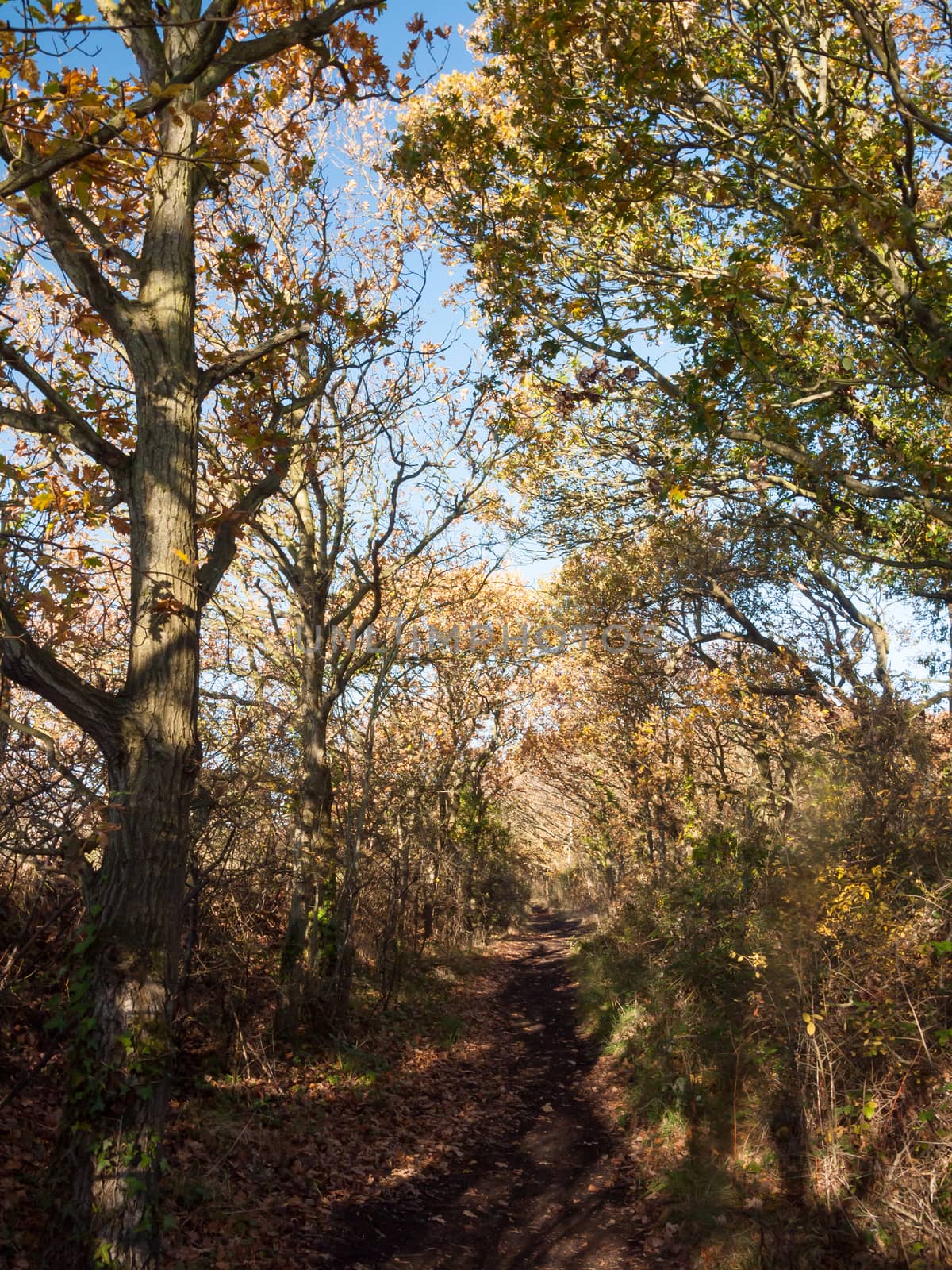 autumn leaves bare branches countryside background nature tree by callumrc