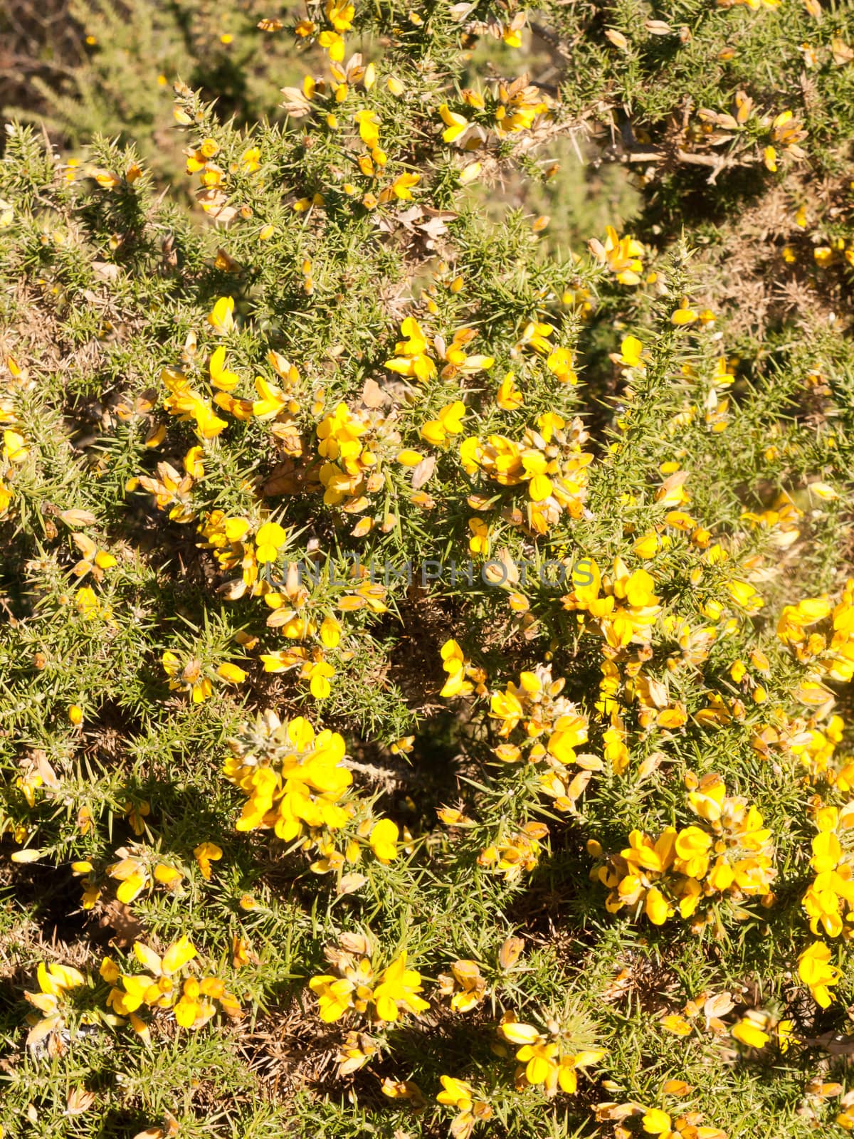 beautiful yellow gorse flowering plant spiky autumn tree background; essex; england; uk