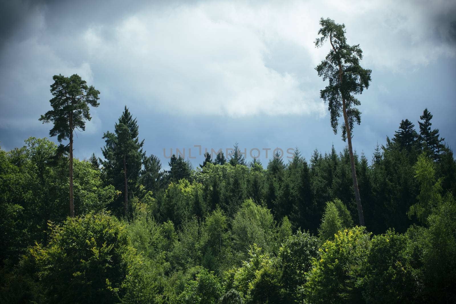 Photo of a moody sky over a thick forest in the early evening.