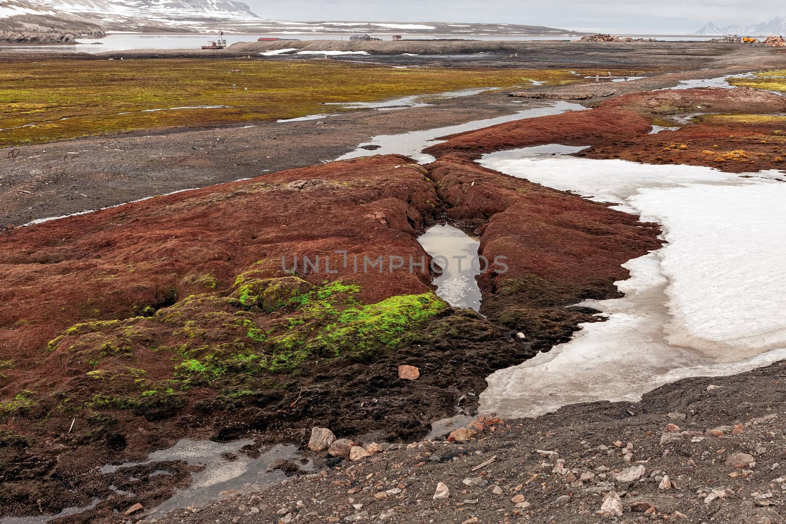 Colored land into the tundra in Ny Alesund, Svalbard islands, Norway