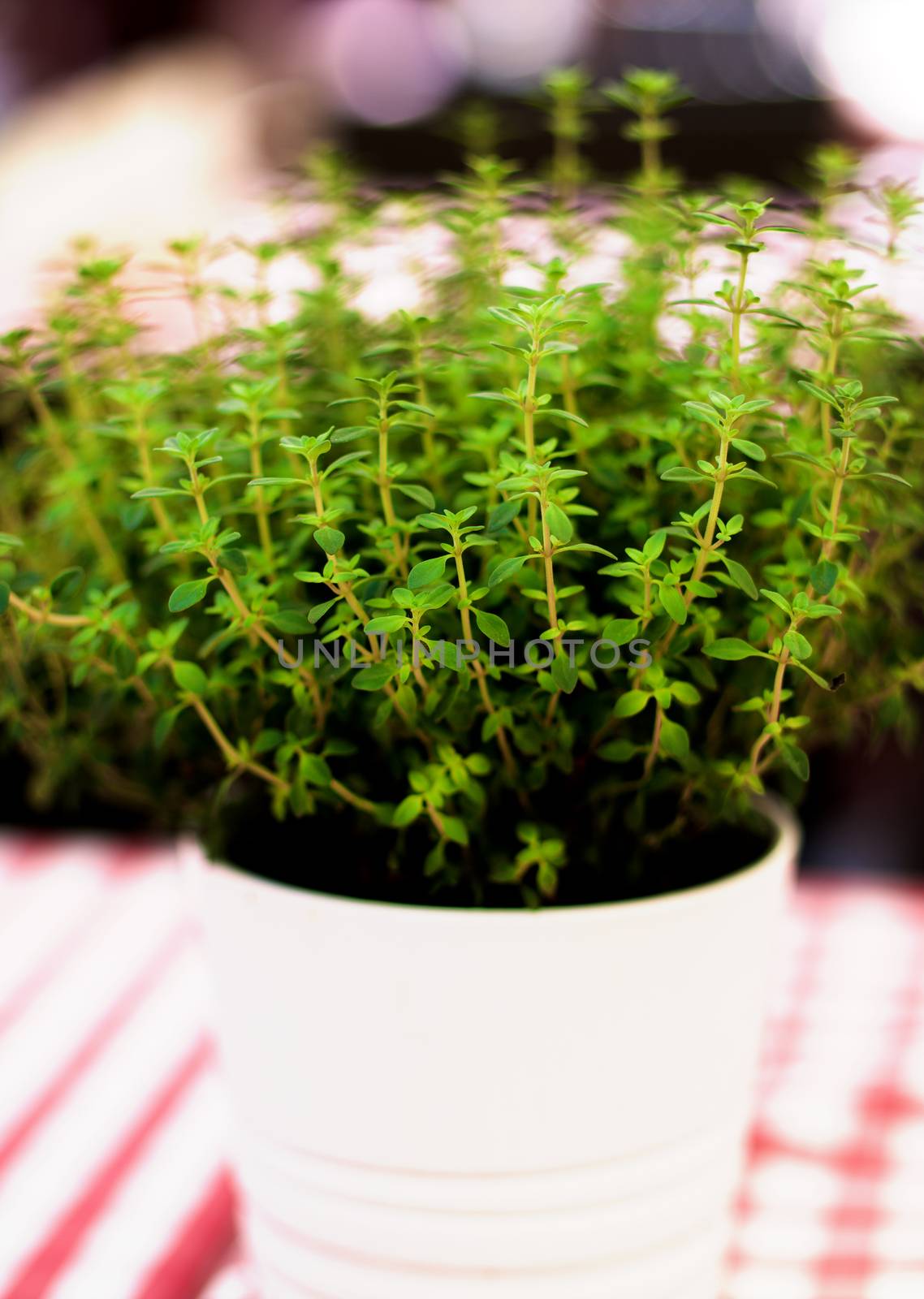 Fresh Thyme Shots in White Flower Pot closeup on Blurred background Outdoors. Focus on Foreground