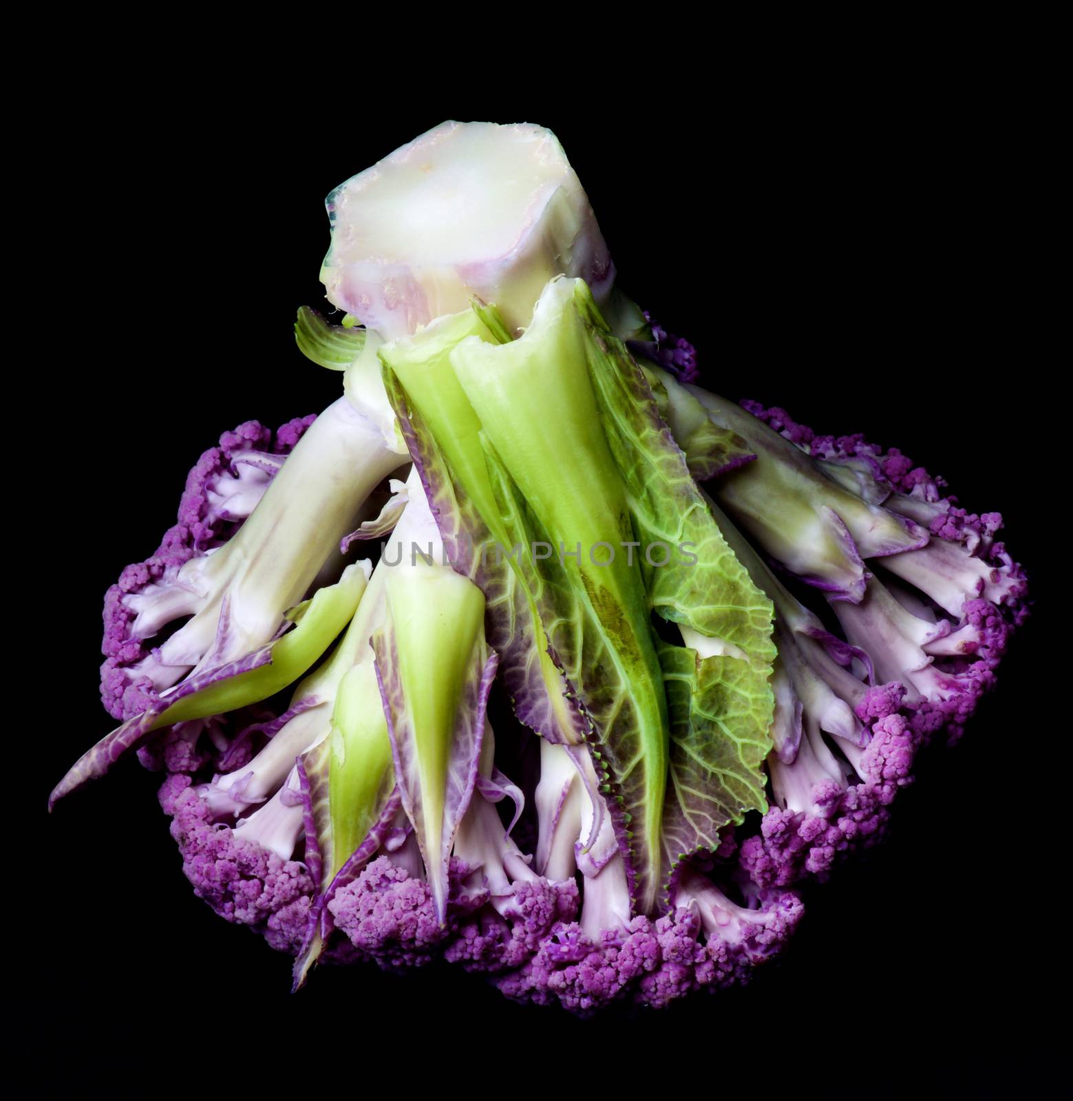 Fresh Raw Purple Cauliflower with Leafs Bottom Up isolated on Black background