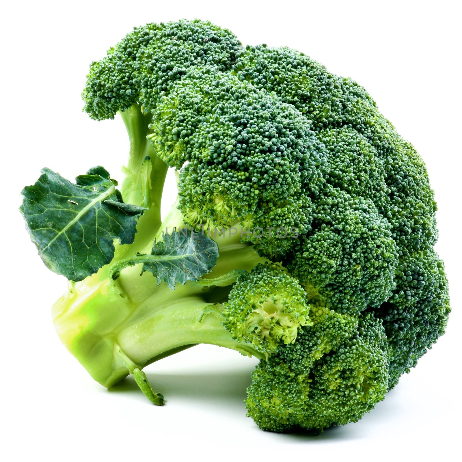 One Fresh Ripe Raw Fresh Broccoli with Leafs closeup on White background