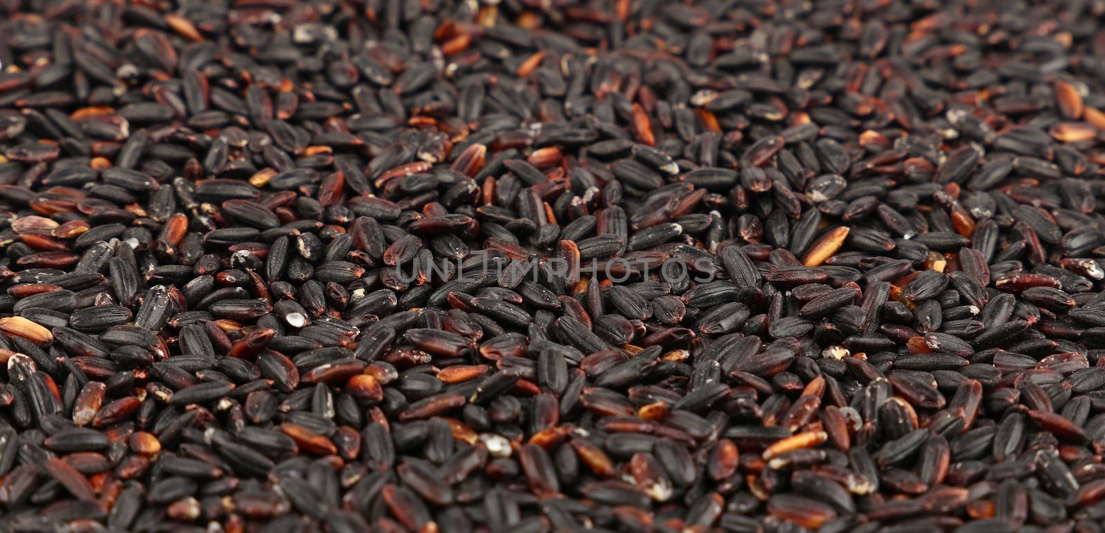Black purple raw unhulled long grain rice close up pattern background, low angle view, selective focus