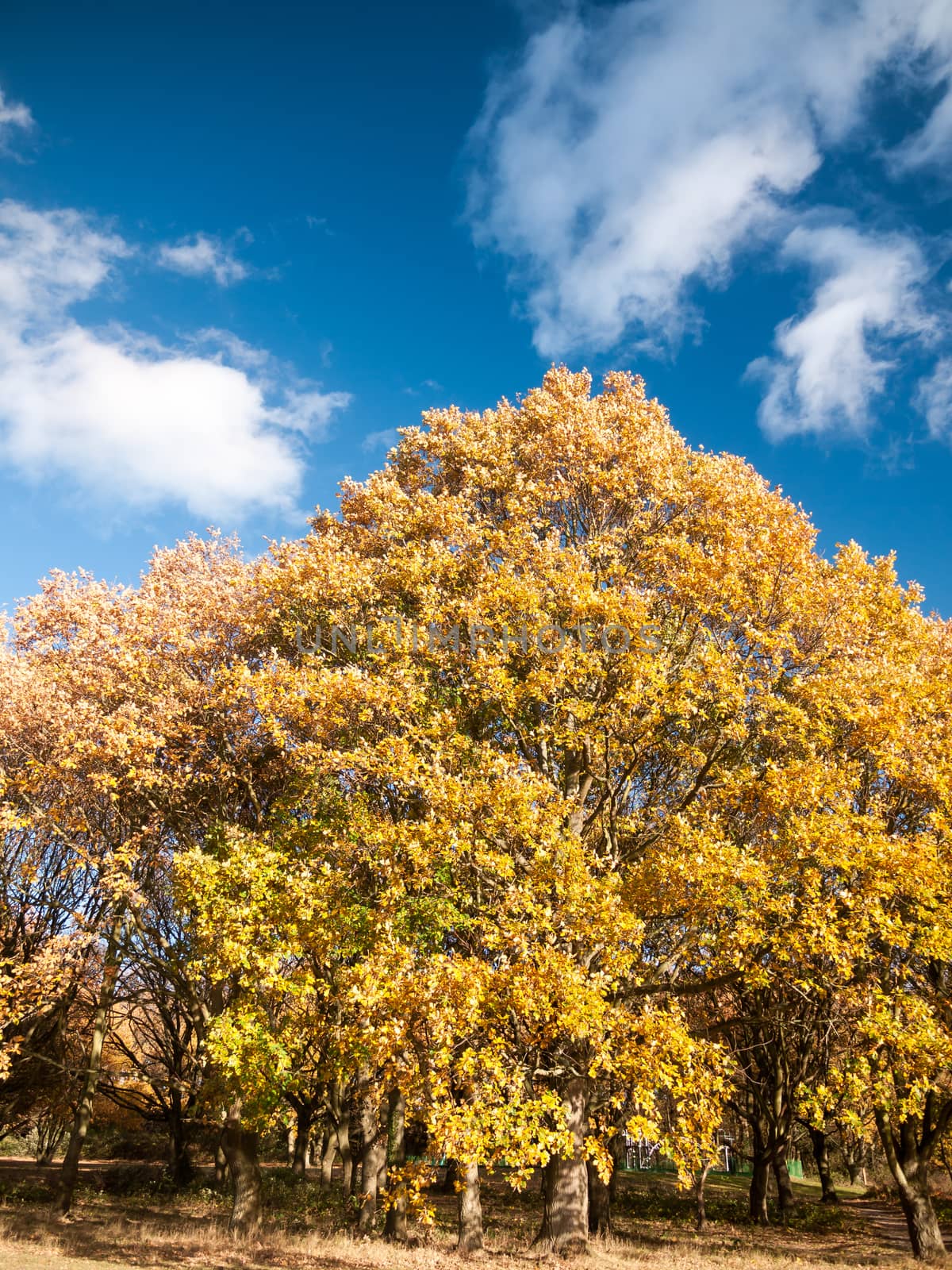 beautiful close up yellow autumn leaves background tree; essex; england; uk