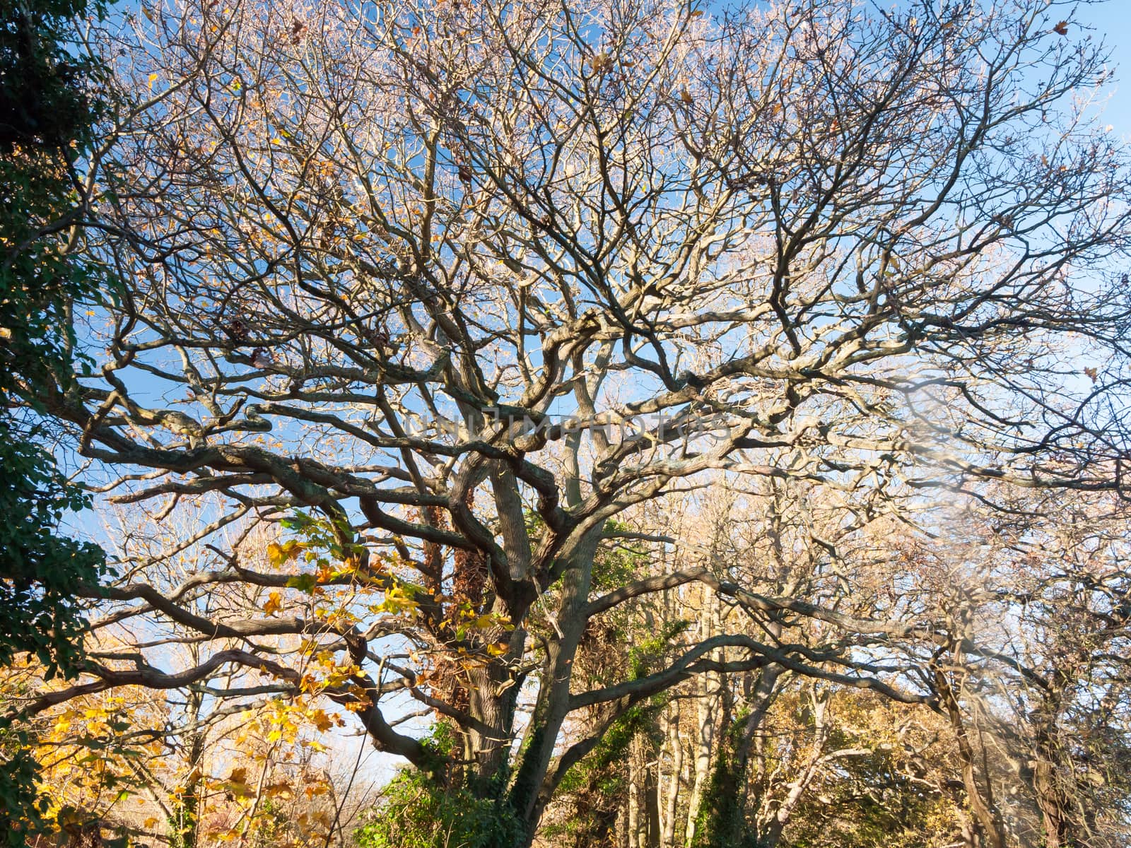 bare branches oak autumn no people many branches brown no leaves by callumrc