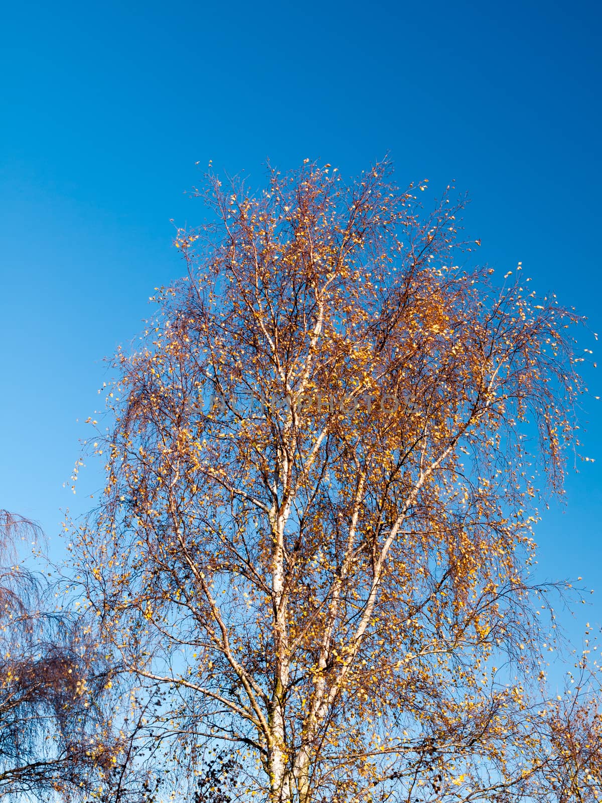 autumn red leaf tree branches bare sky blue background by callumrc