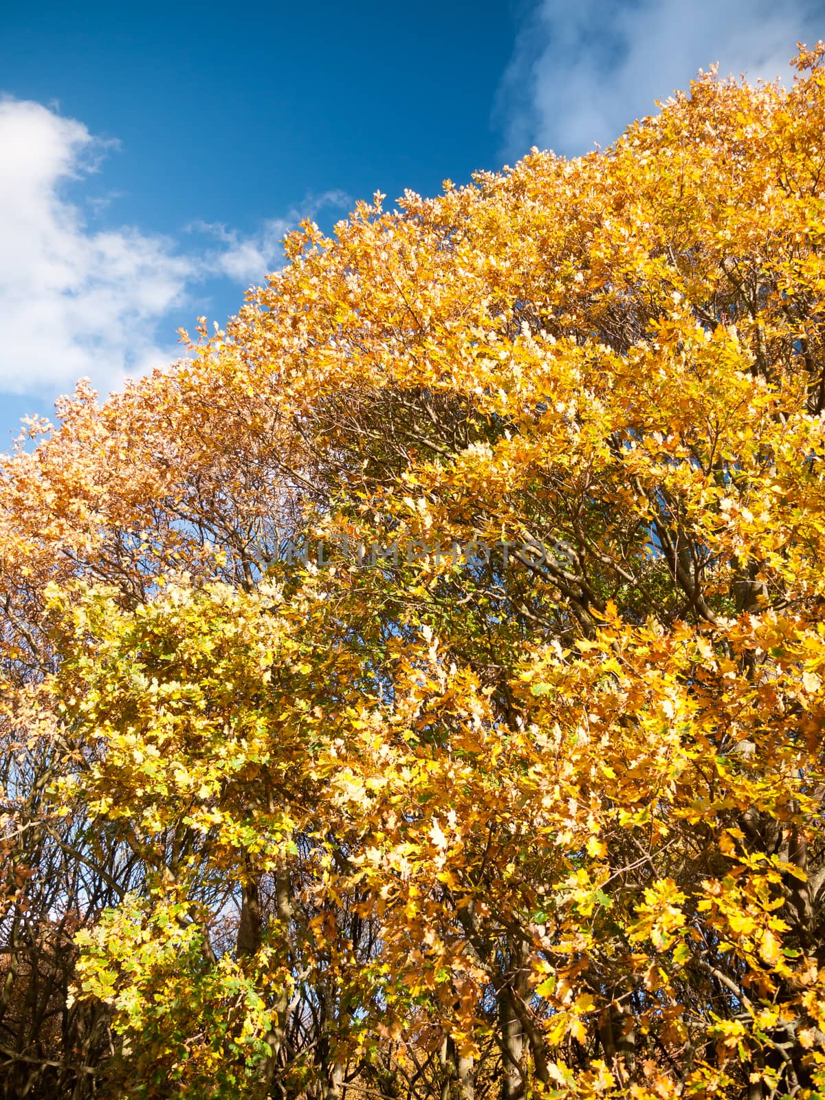 beautiful close up yellow autumn leaves background tree; essex; england; uk