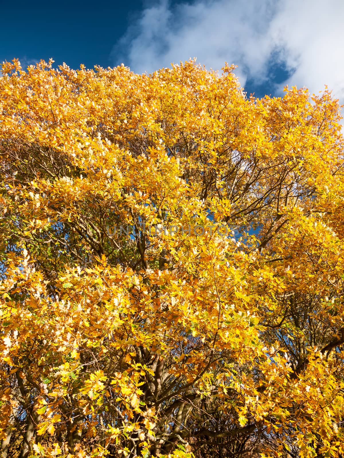 beautiful close up yellow autumn leaves background tree; essex; england; uk