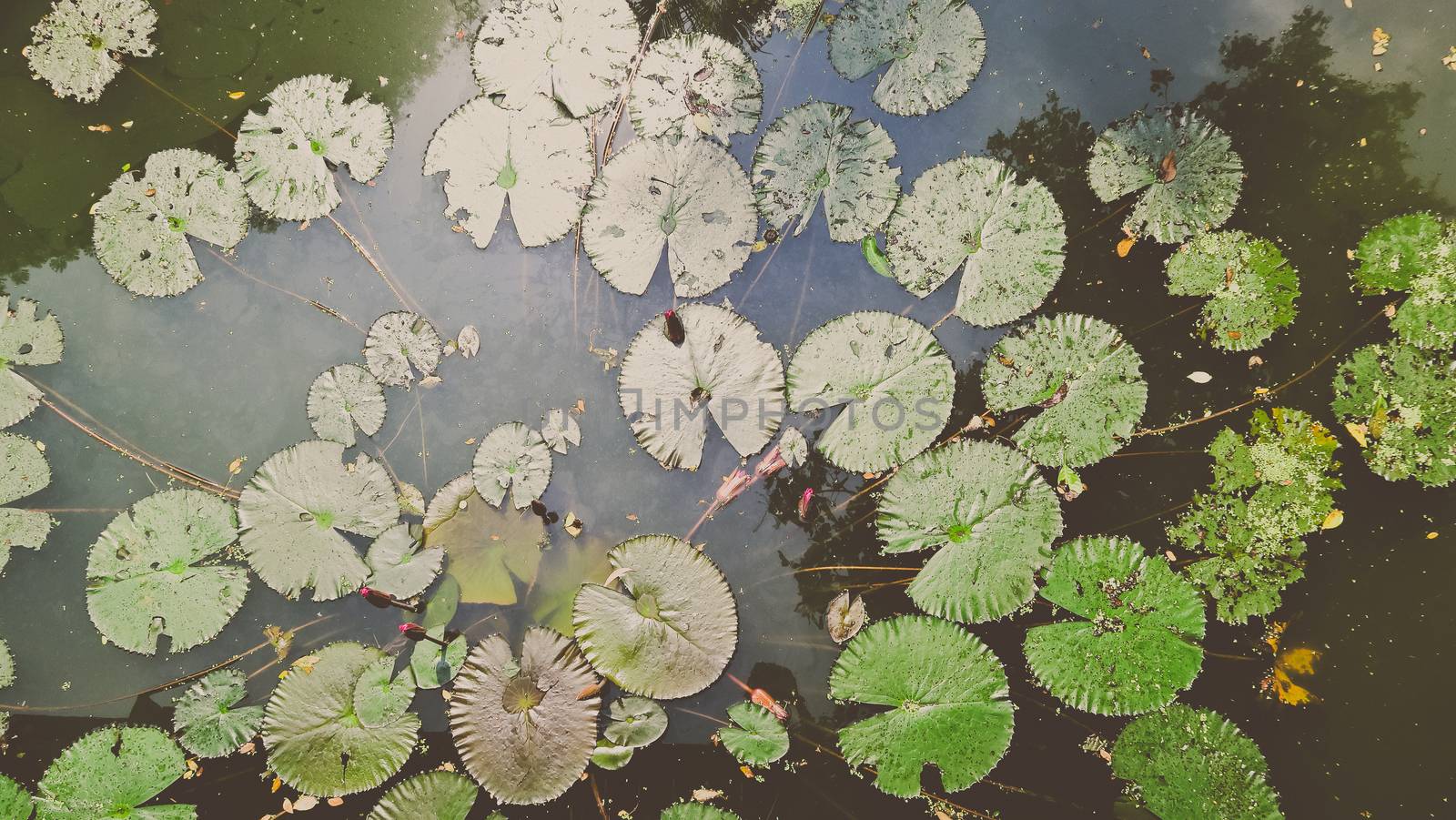 Waterlily in garden pond