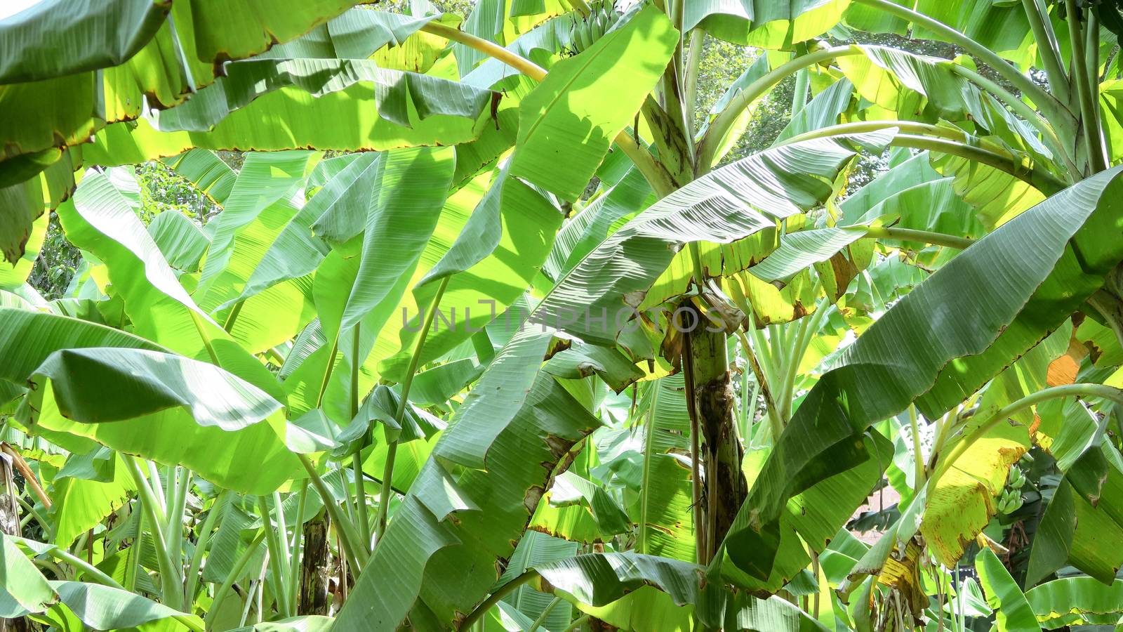 Banana Plantation,Banana farming in thailand