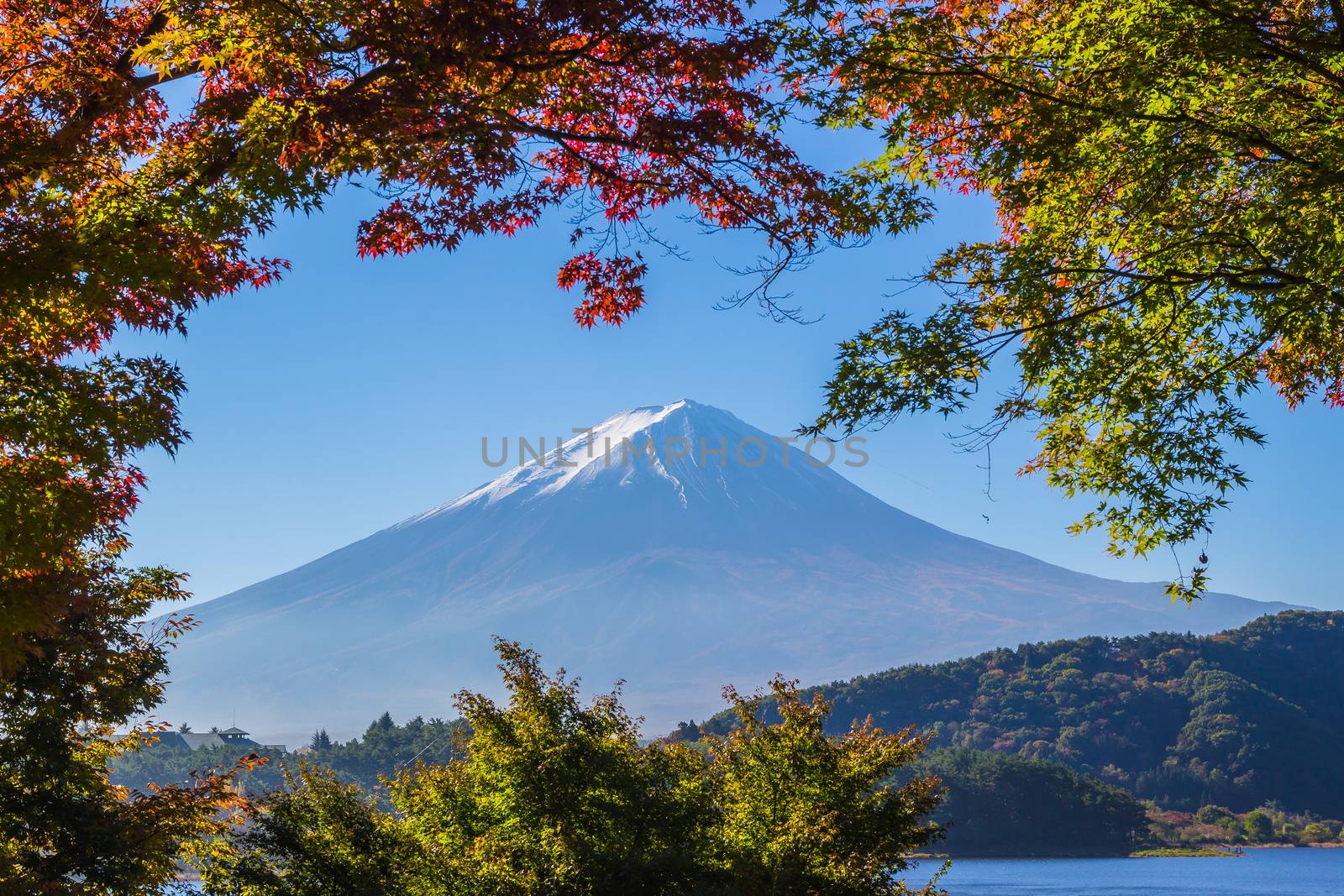 Autumn Season and Mountain Fuji with morning light and red maples leaves tunnel at lake Kawaguchiko, Japan.