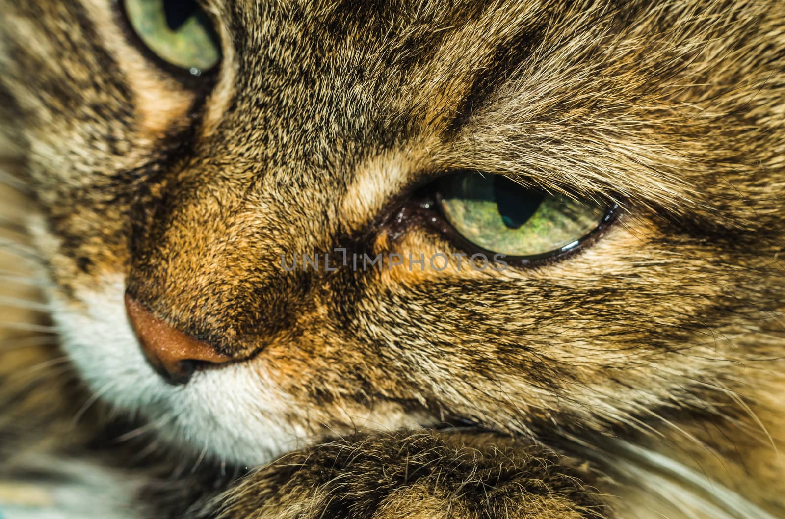 a cat thinks about life eyes are full of hesitation