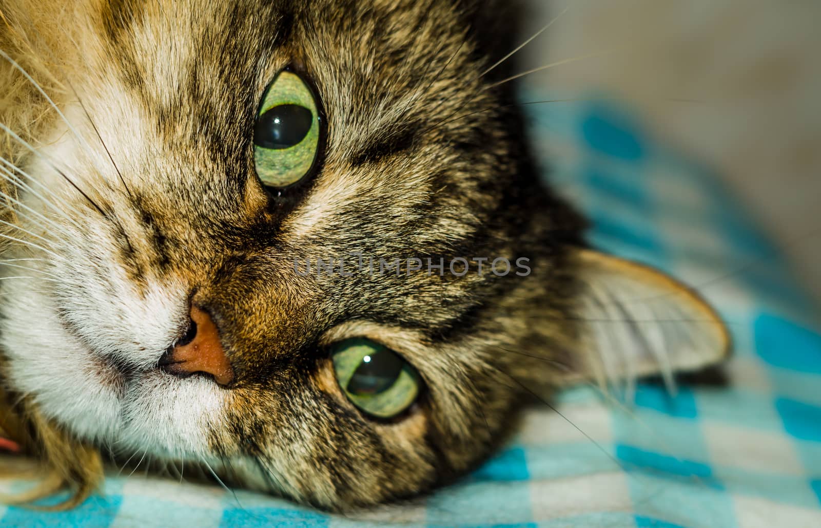 a cat thinks about life eyes are full of hesitation