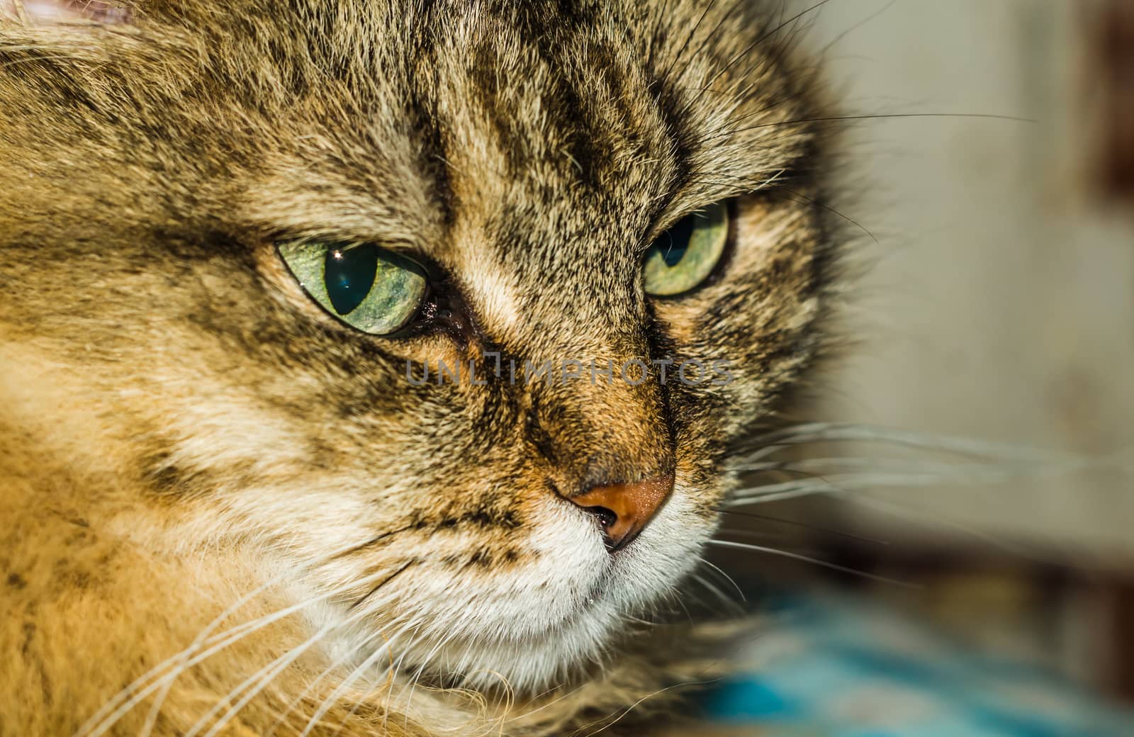 a cat thinks about life eyes are full of hesitation