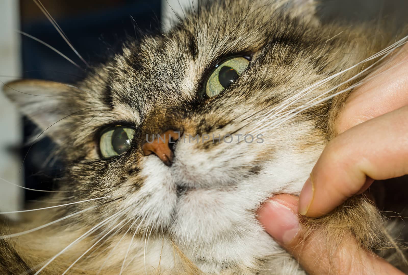 a cat thinks about life eyes are full of hesitation