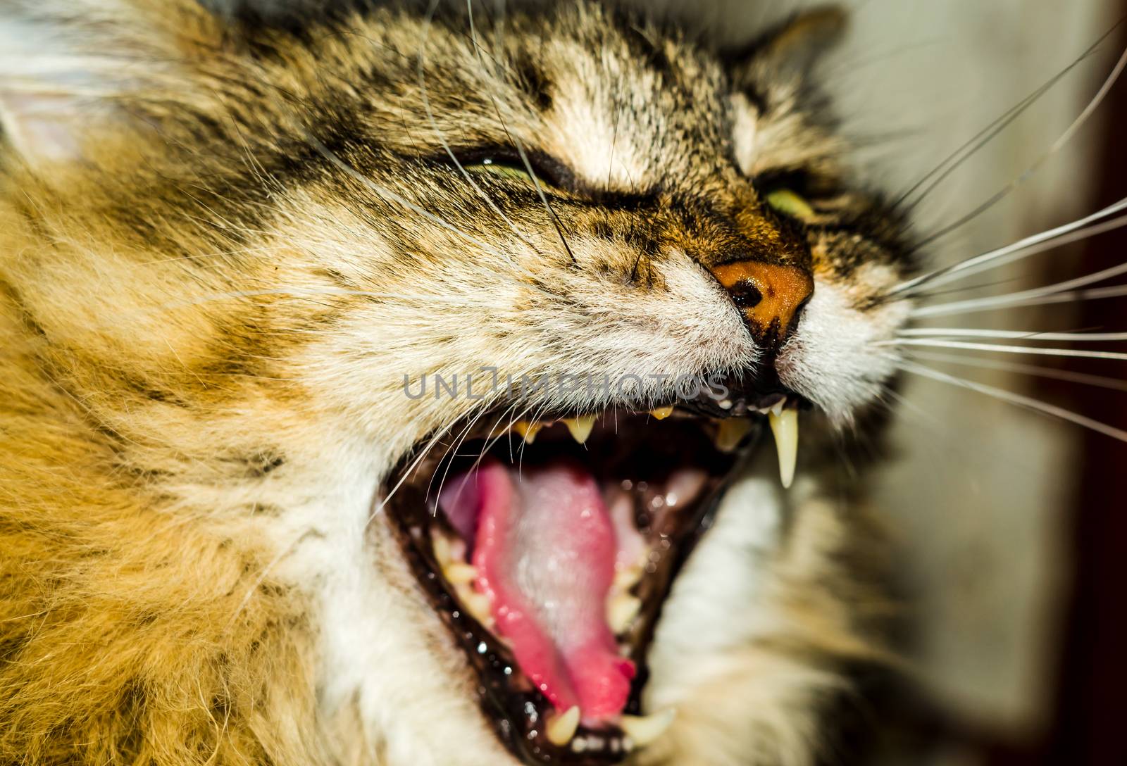 fluffy the cat is yawning open mouth of a cat close-up photo