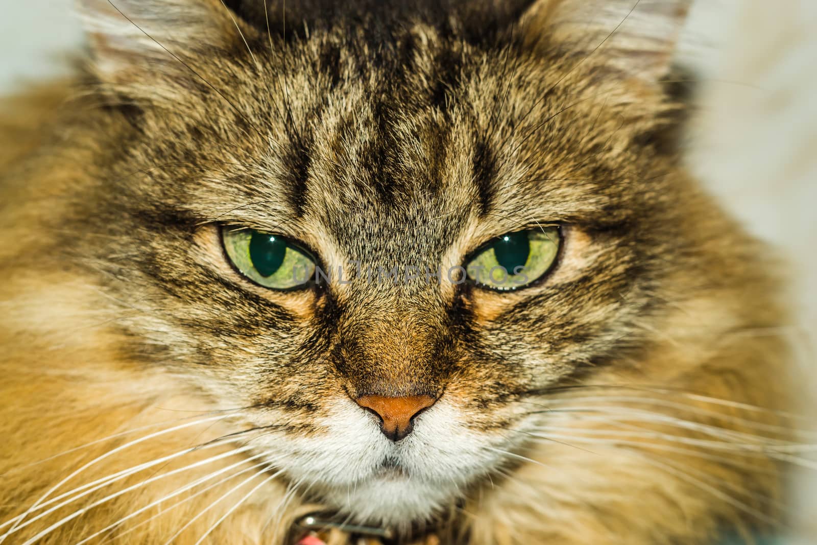 a cat thinks about life eyes are full of hesitation