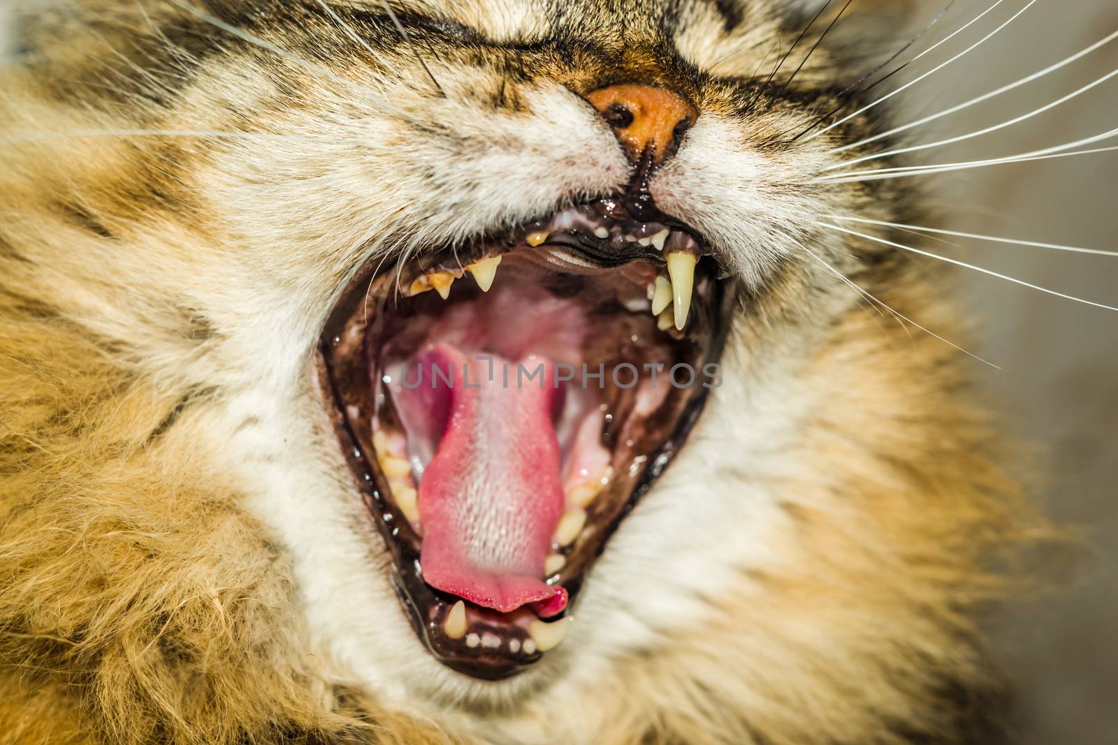 fluffy the cat is yawning open mouth of a cat close-up photo
