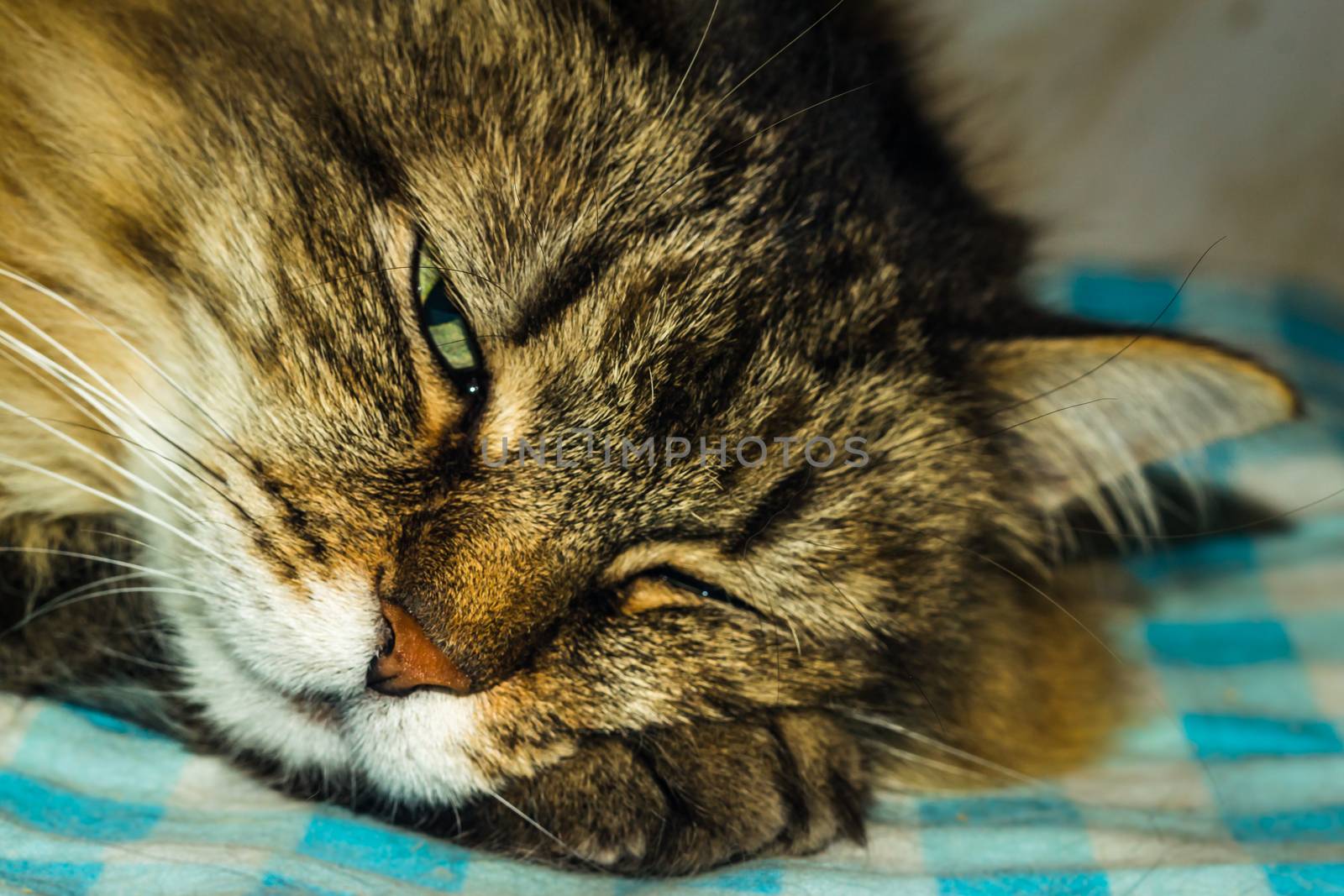 sleeping Siberian cat fluffy cat like a lion