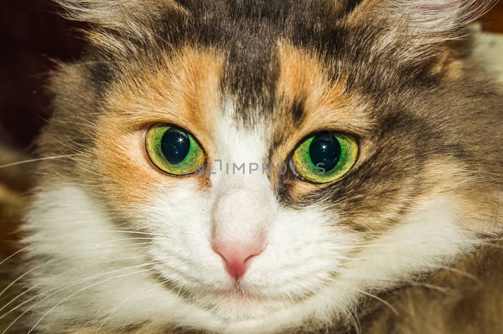 a cat thinks about life eyes are full of hesitation