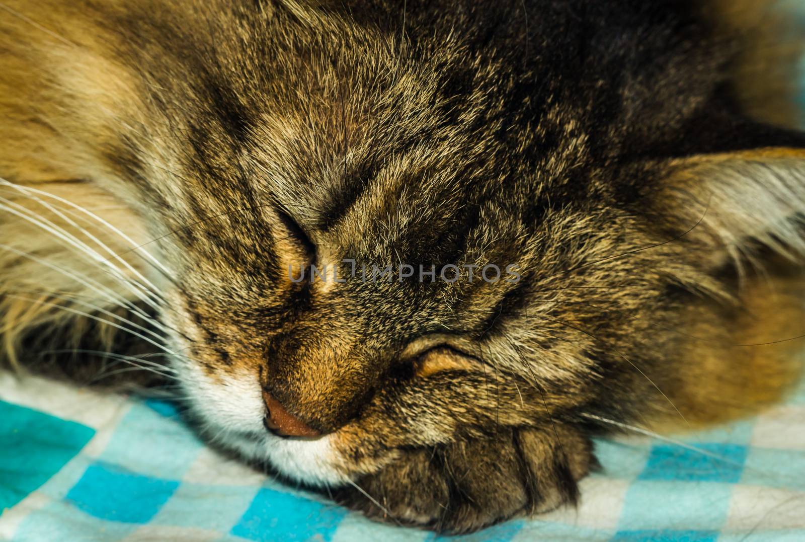 sleeping Siberian cat fluffy cat like a lion