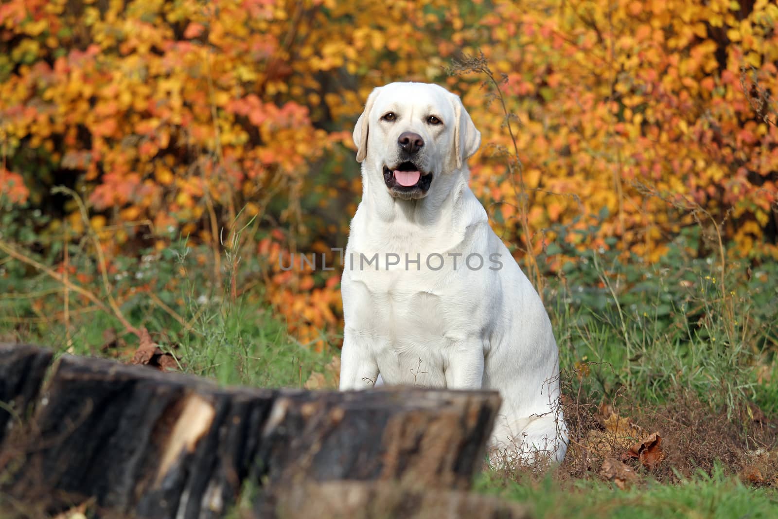 the nice yellow labrador in the park in autumn