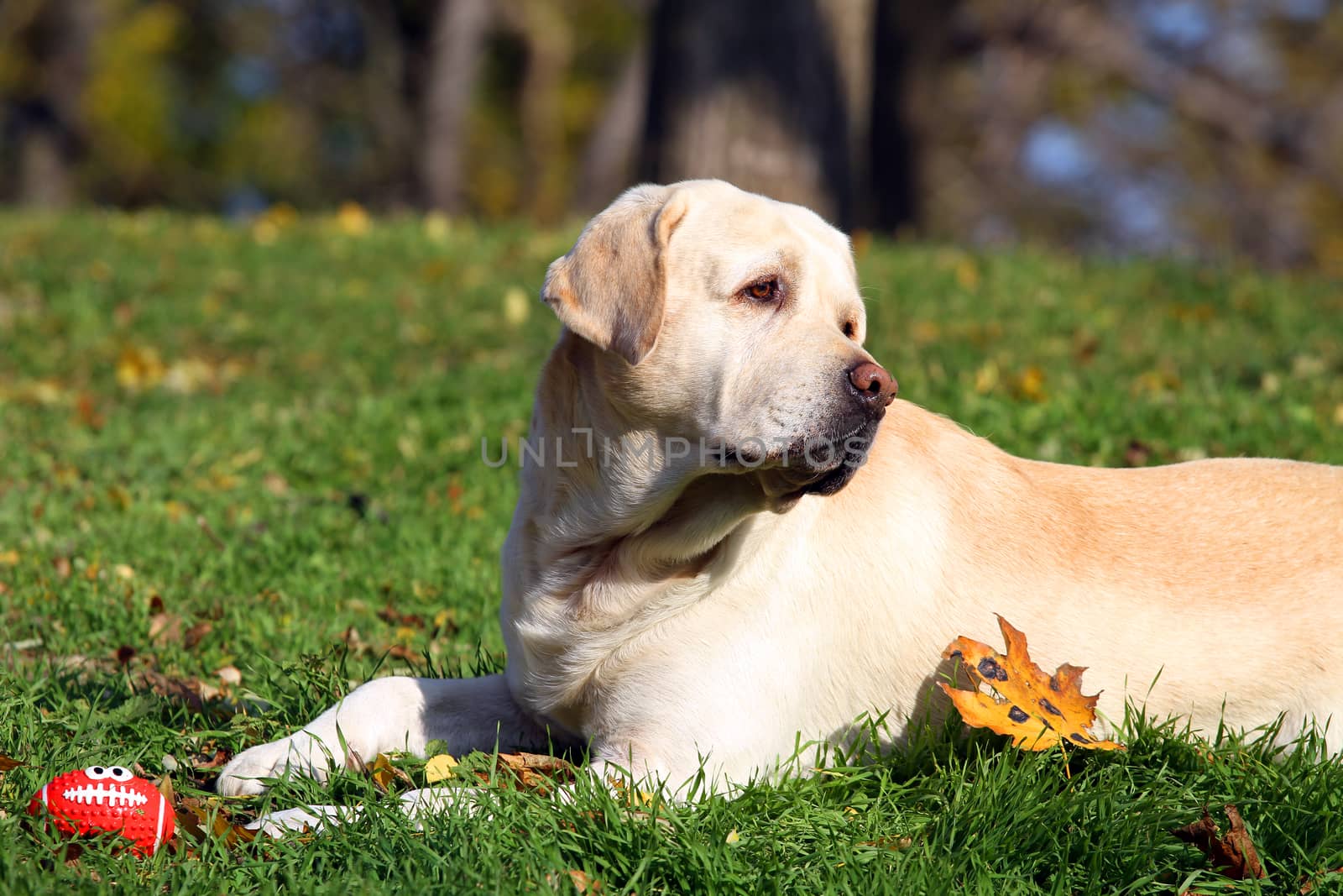 yellow labrador in the park in autumn playing with a red ball