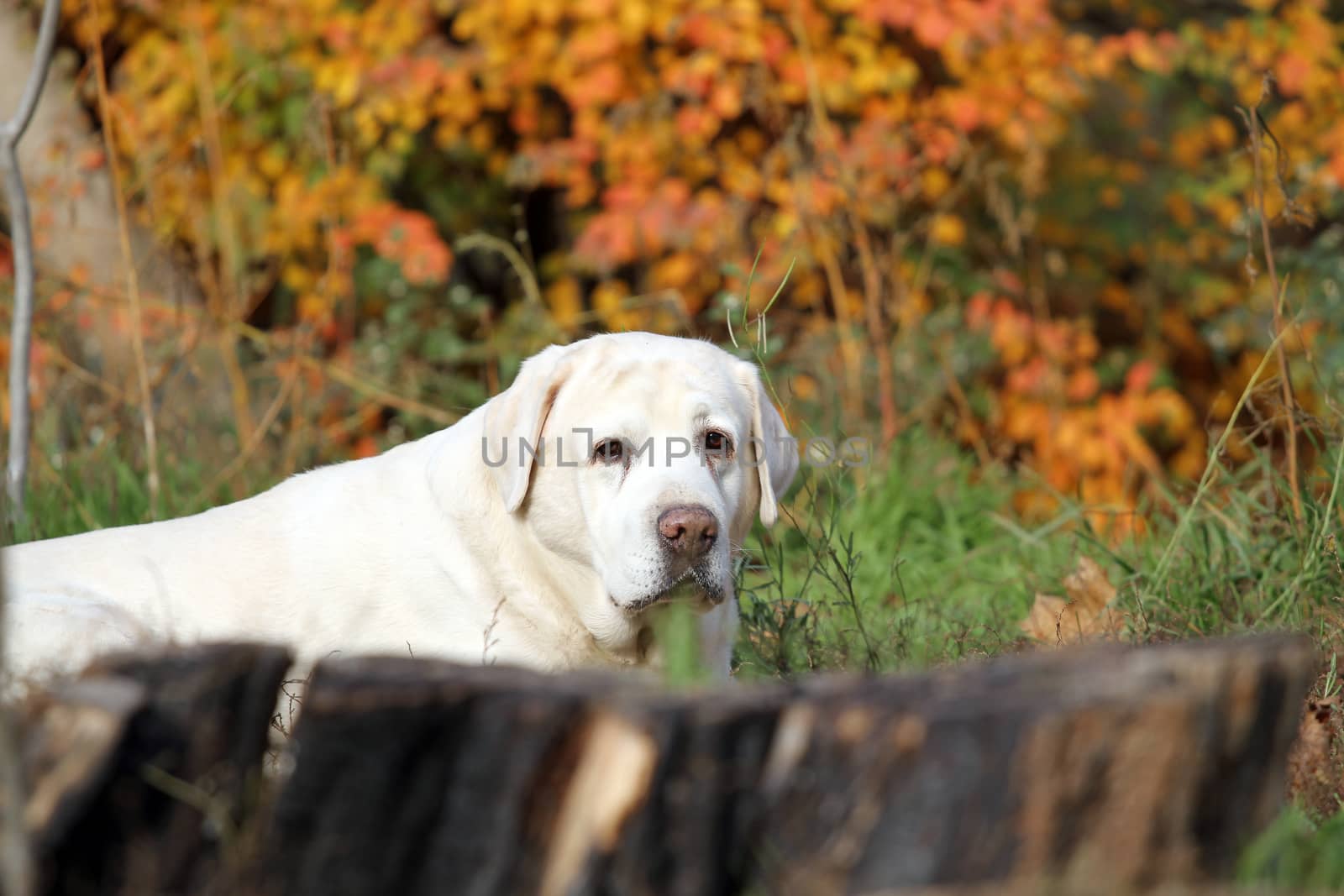 a nice cute yellow labrador in the park in autumn