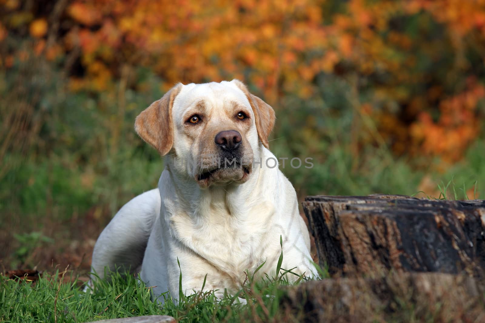 the nice yellow labrador in the park in autumn close up