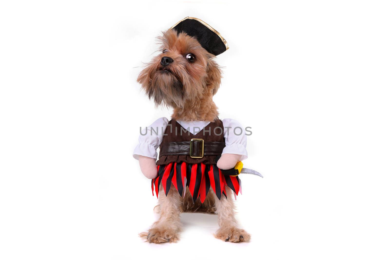 Funny Mutt Dog in Pirate Inspired Clothing Costume by tobkatrina