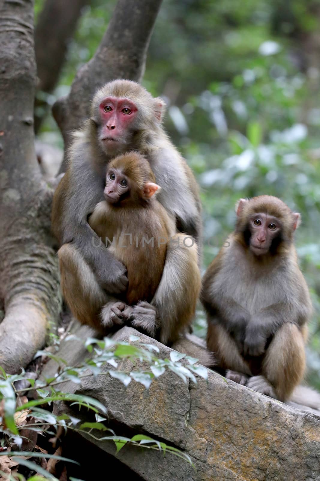 Feral Rhesus Monkeys Living in Zhangjiajie National Park China by tobkatrina