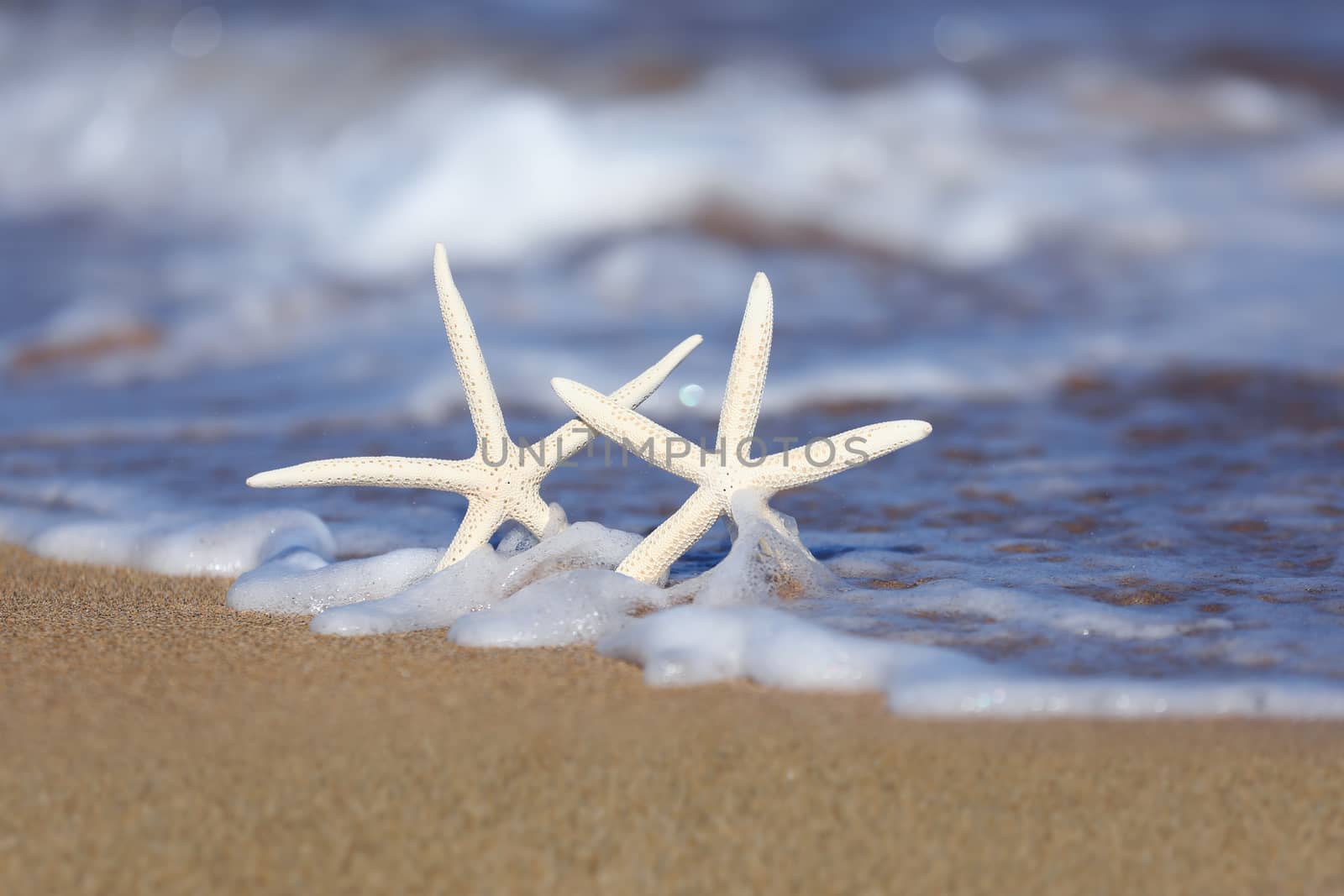 Two Starfish in the Sand With Seafoam Waves