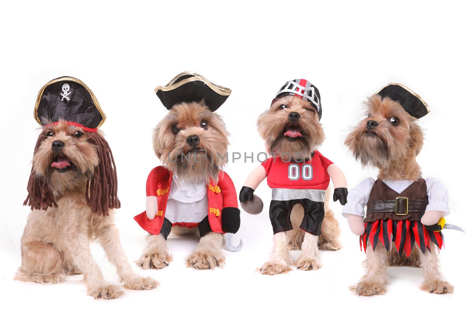 Funny Multiple Dogs in Pirate and Football Costumes by tobkatrina