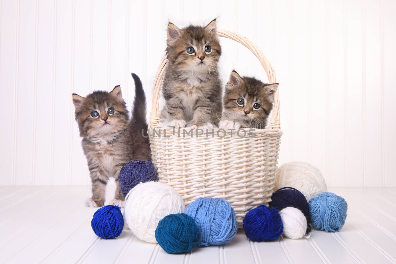 Cute Kittens With Balls of Yarn by tobkatrina