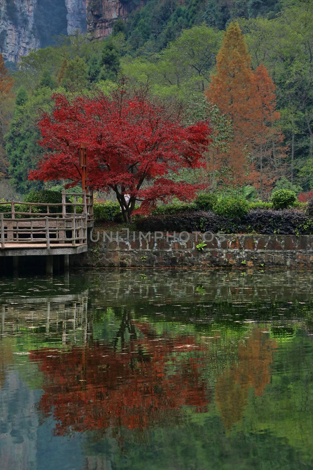 Beautiful Landscape Inside Zhangjiajie National Park China 