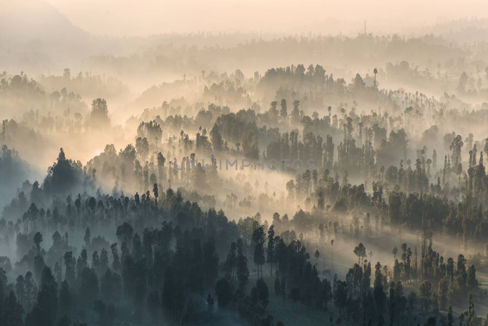 Coniferous Forest with sun beam at Bromo Tengger Semeru National Park, East Java, Indonesia.