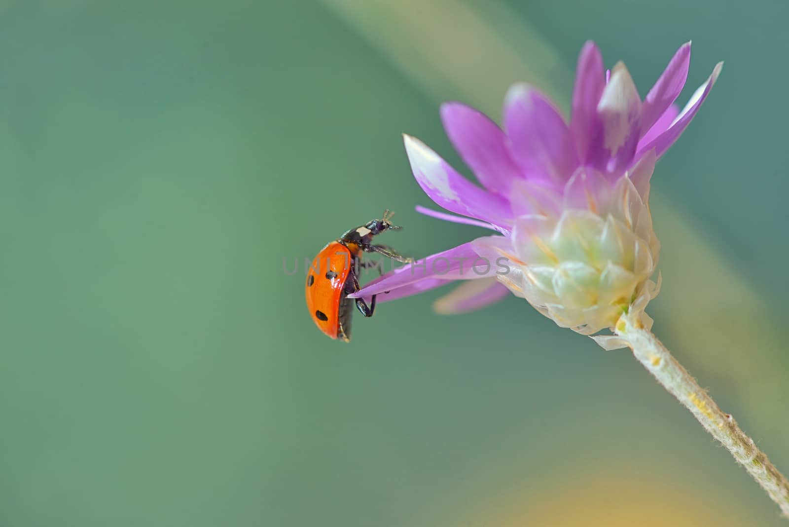 Ladybug on  Xeranthemum annuum flower 
