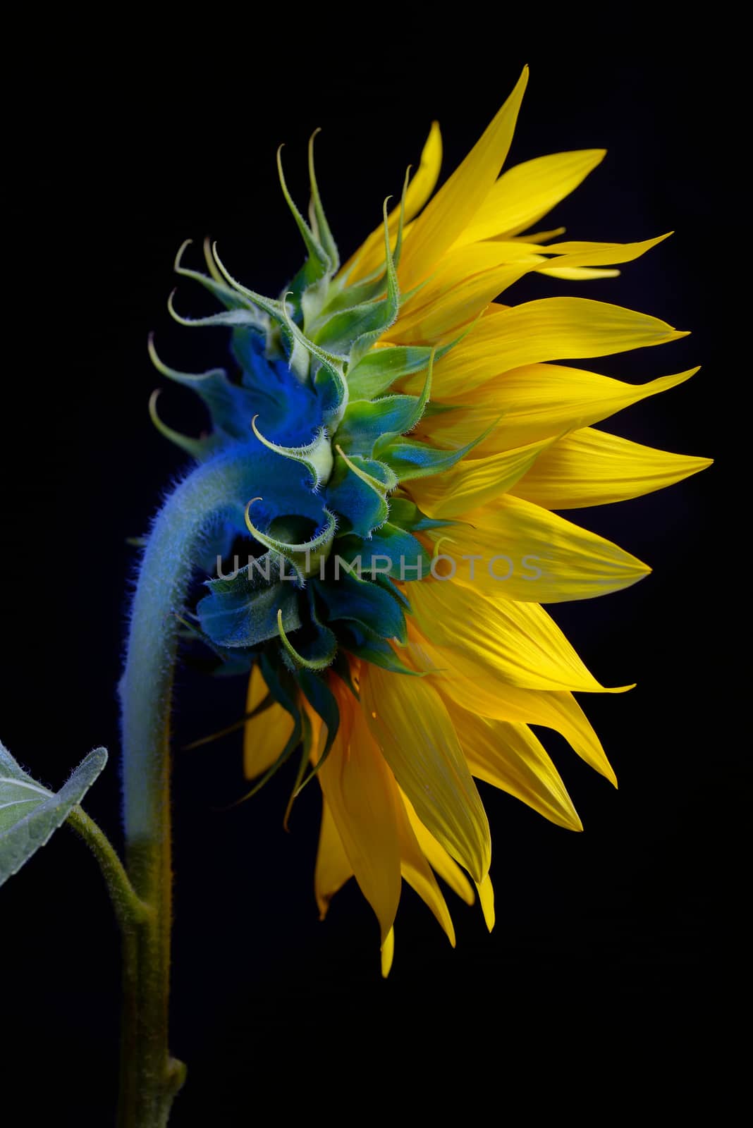 Sunflower Flower Head isolated on black background by jordachelr