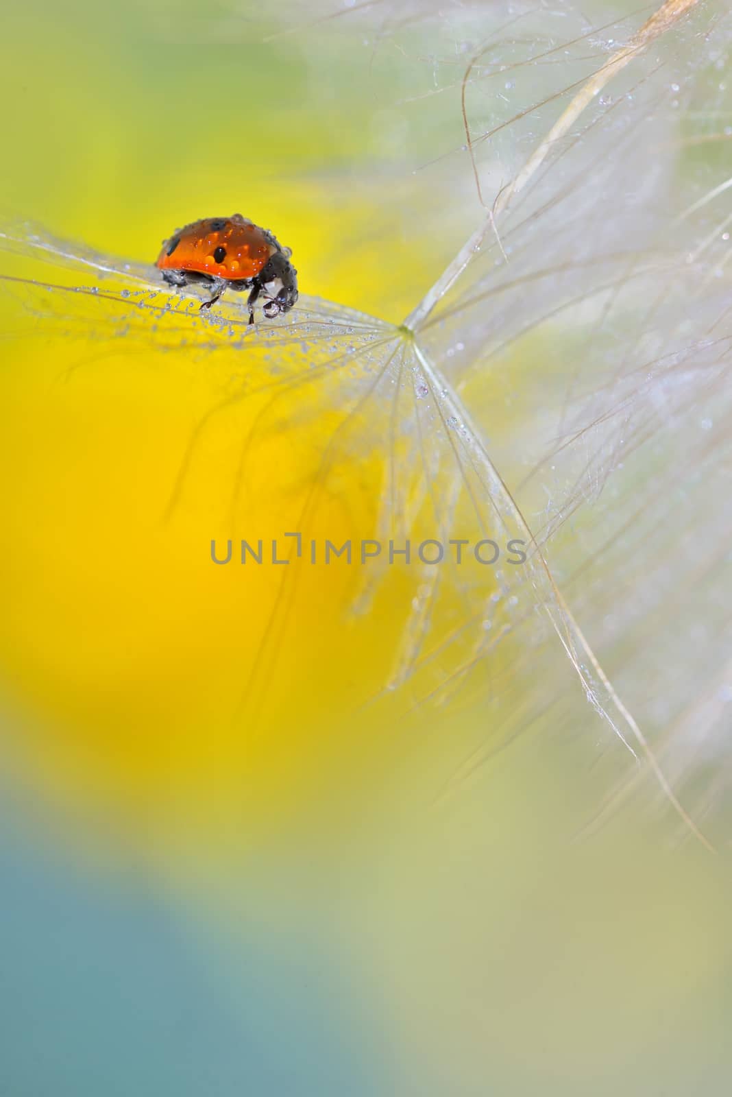 ladybug on dandelion  by jordachelr