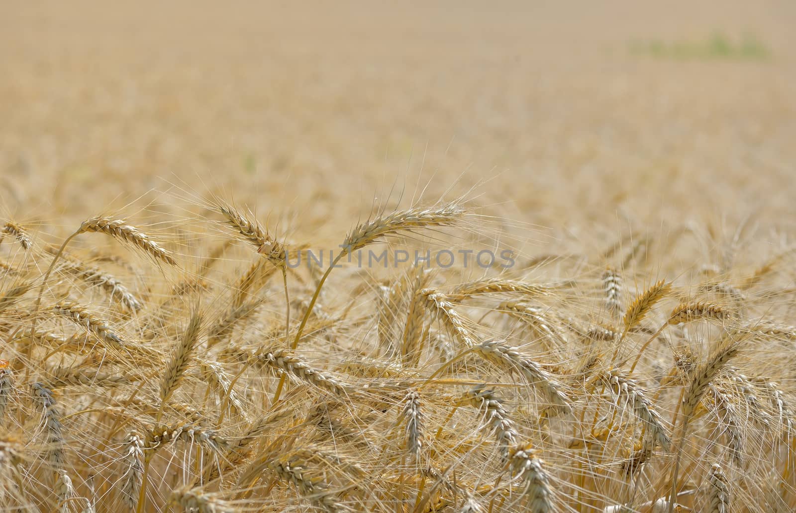 Details of ripe wheat field