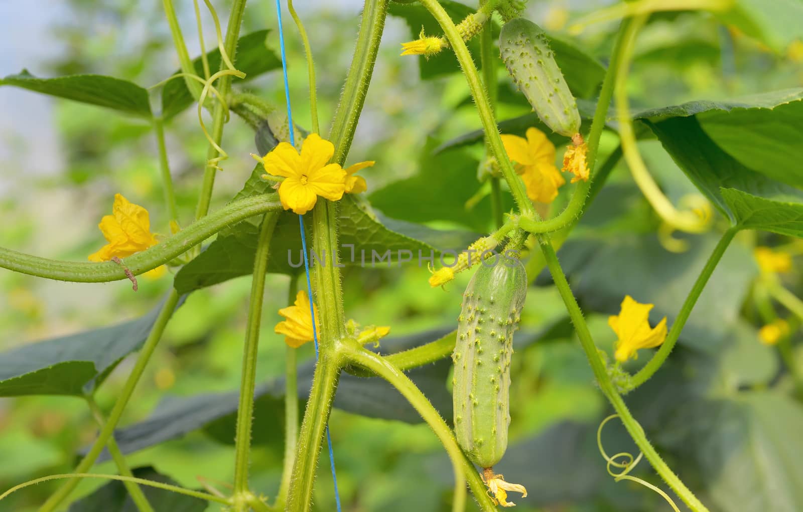 cucumbers growing on a vine in greenhouse
