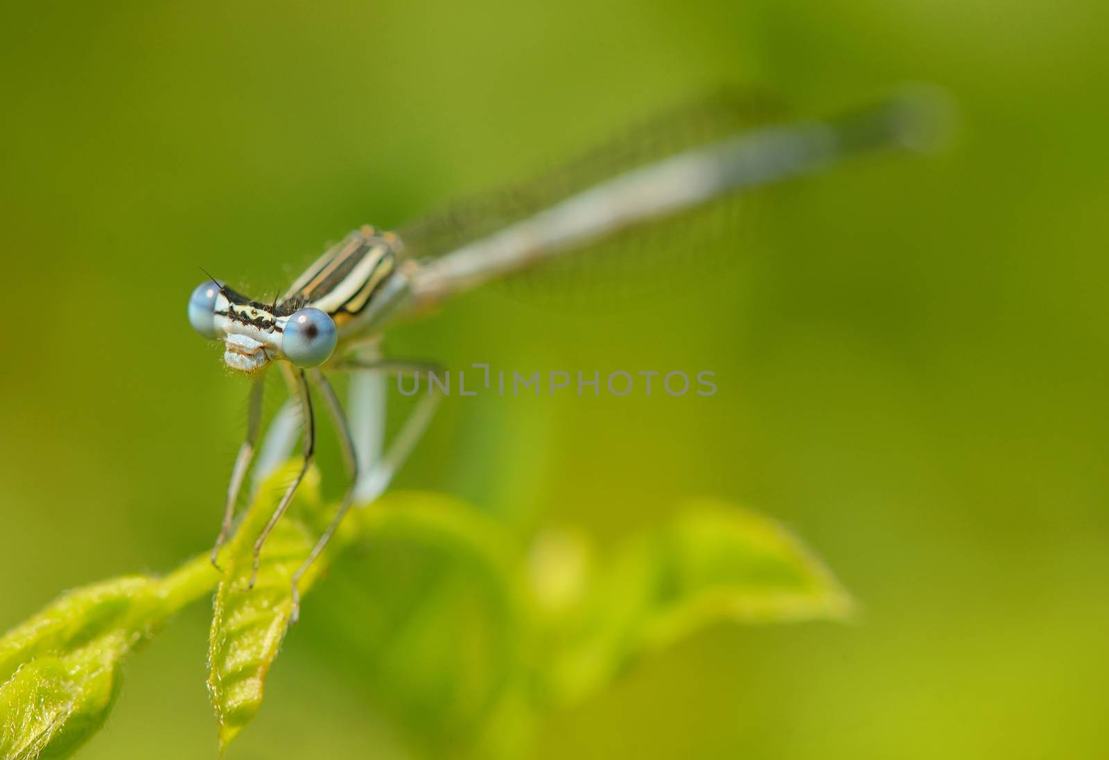 dragonfly in forest (coleopteres splendens)