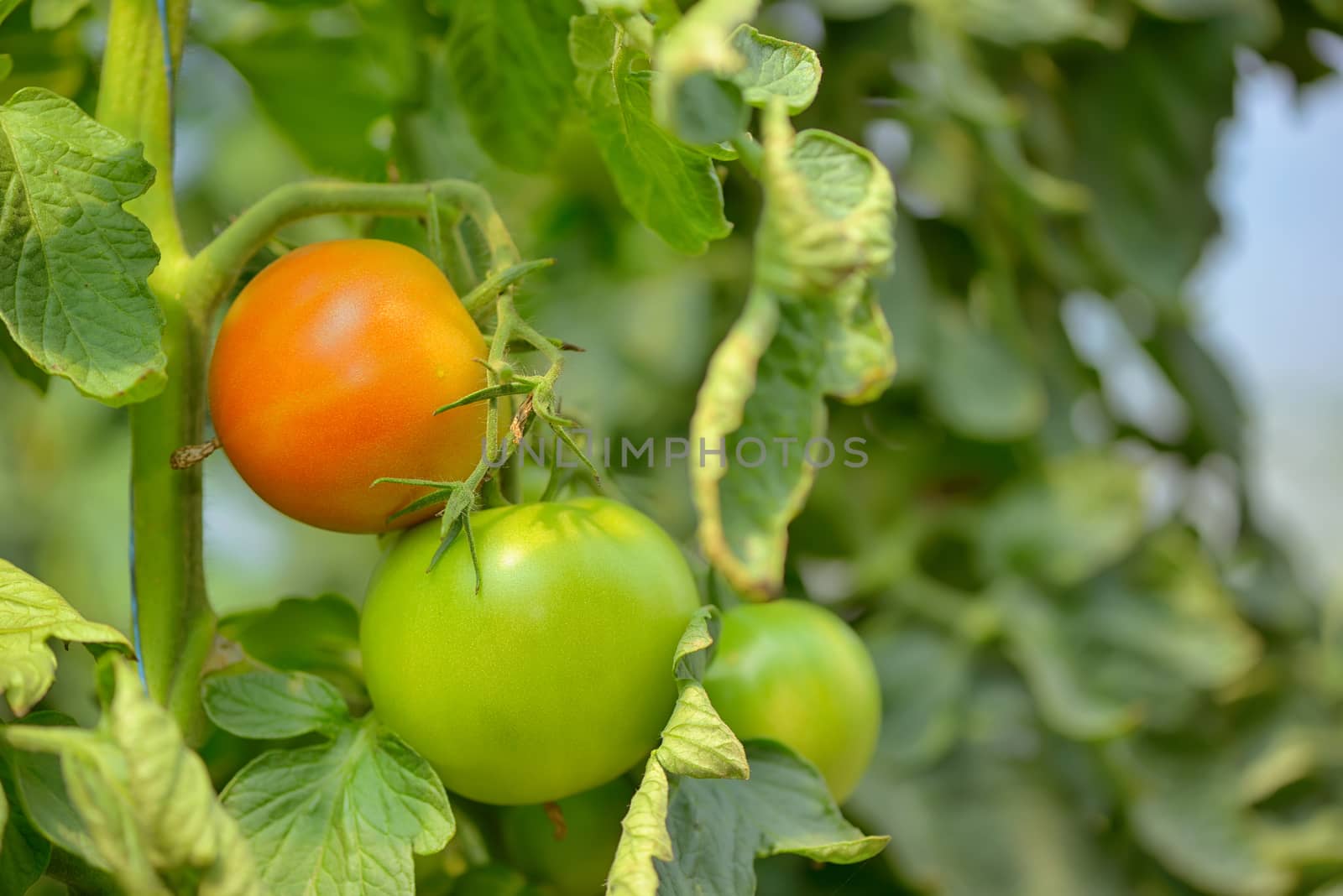 Unripe tomatoes in greenhouse by jordachelr