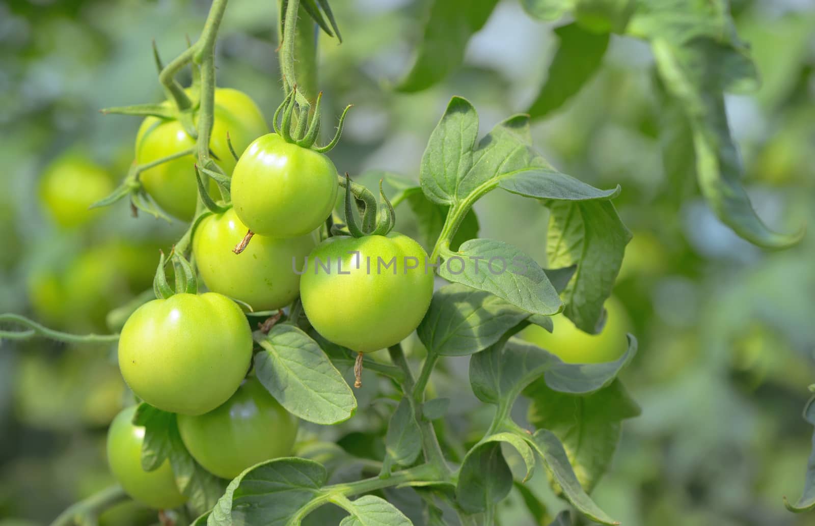 Green unripe tomatoes in greenhouse