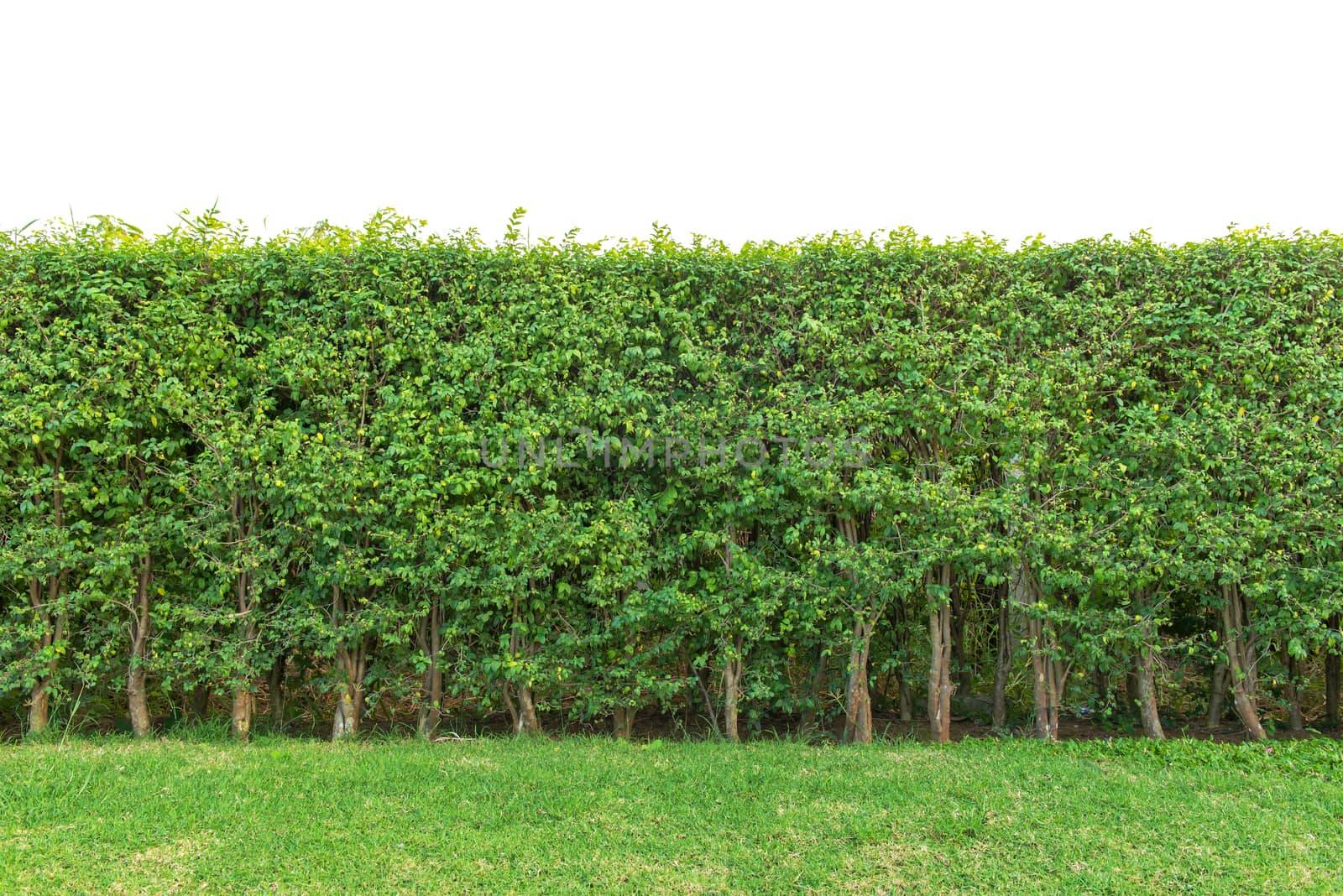 hedge fence or Green Leaves Wall isolated on white background.