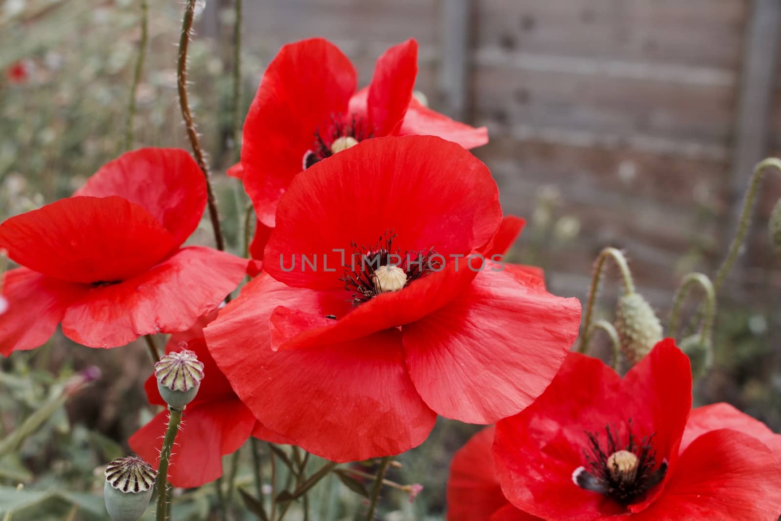 Red poppy seed flowers in garden. Red flowers background. Natural concept.